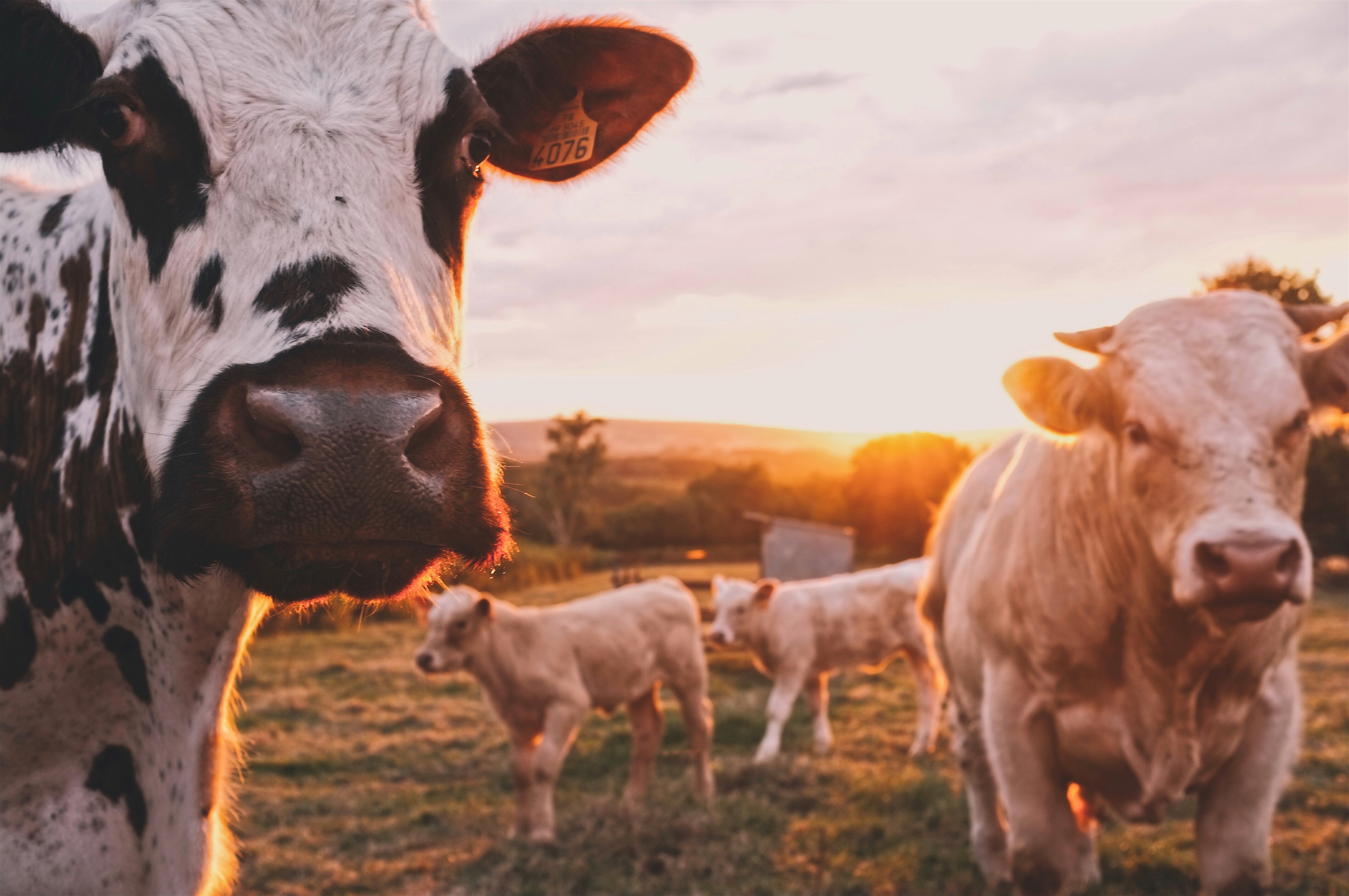 The Farm Safety Net and the 2018 Farm Bill