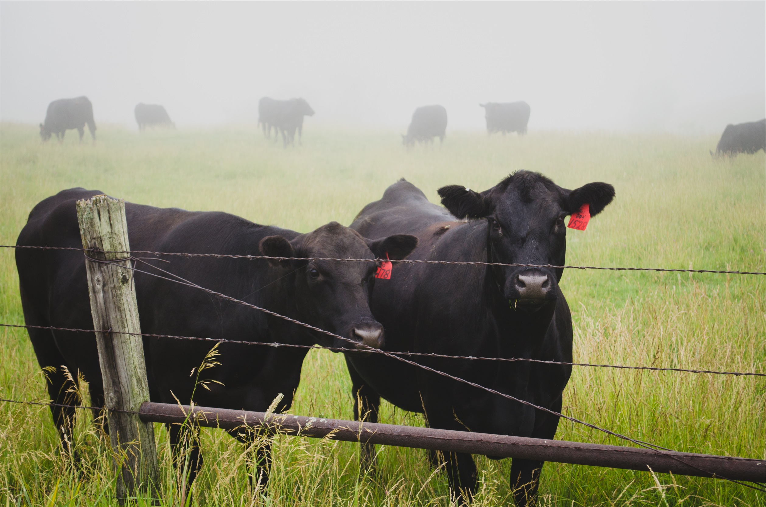 GIPSA Agency Elimination a Blow to Competitive Markets for Family Farmers, NFU Says