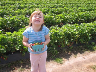 “No Pets Allowed” and Other Rules for a Berry Safe Pick-Your-Own Experience
