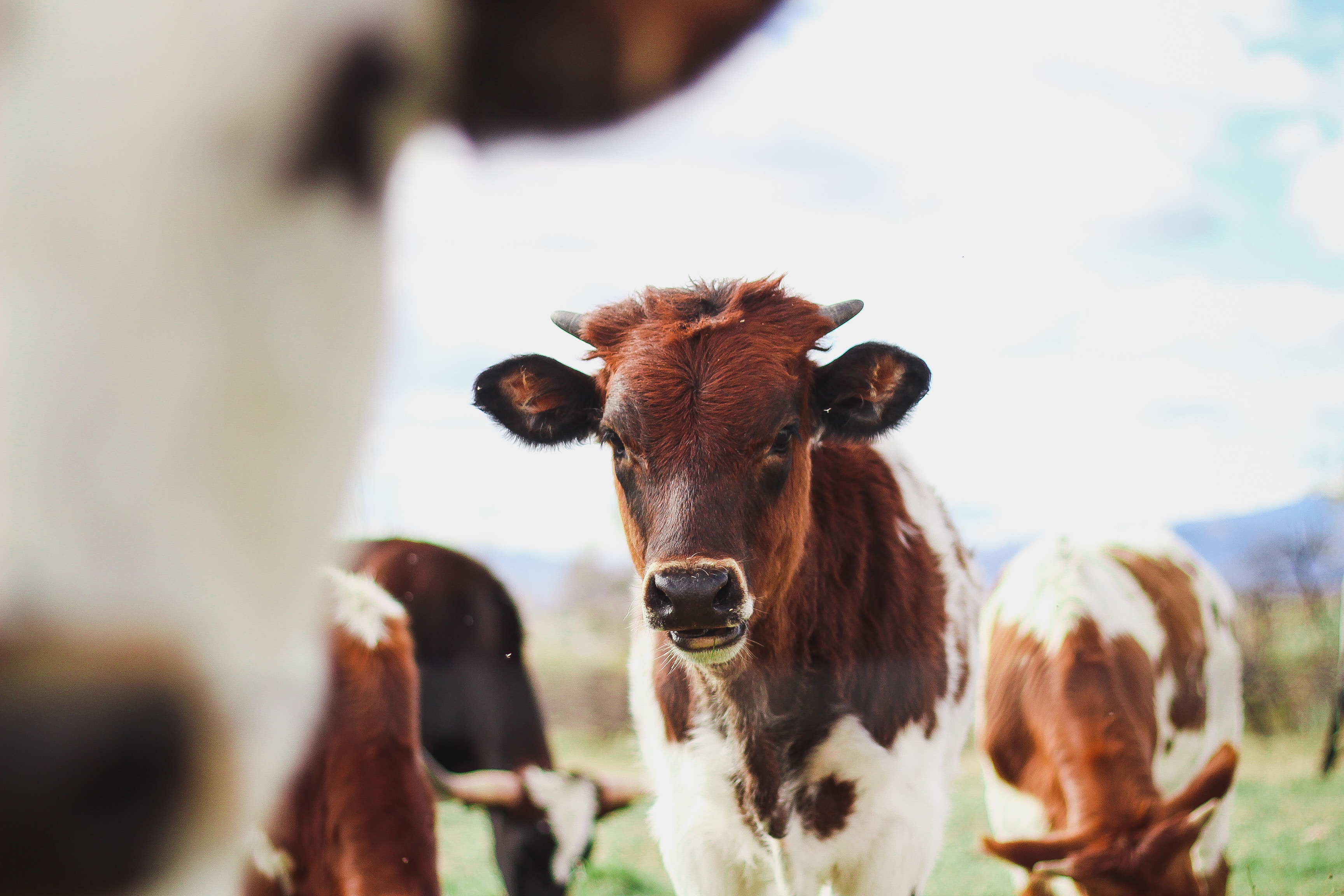 Farmers Union Urges Fair and Consistent Application of the Term “Meat” Across the Federal Government Farmers Union Urges Fair and Consistent Application of the Term “Meat” Across the Federal Government