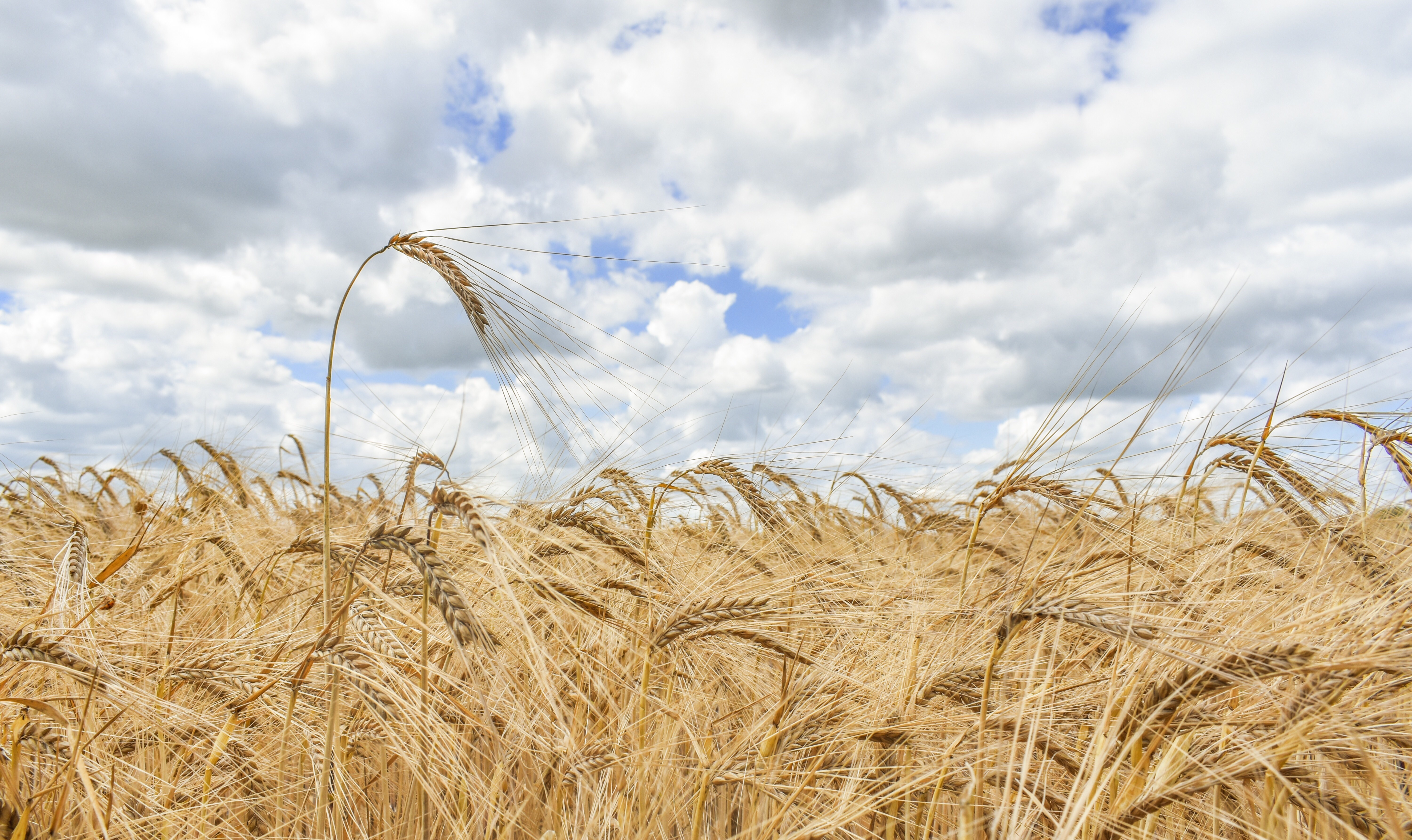 How Does Corporate Sustainability Factor in Family Farmers? General Mills and its Priority Crops